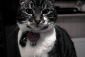 2009-03-06---Tess