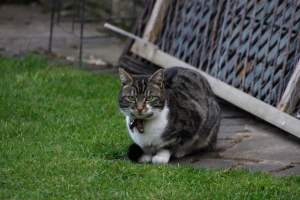 2009-03-20---Tess
