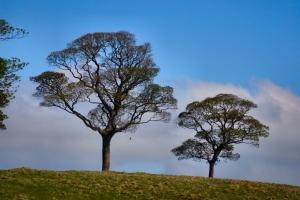 2009-04-18---Lyme-Park