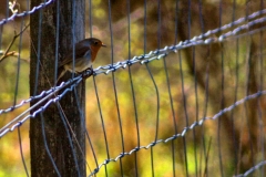 Lyme_0093