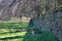 Lyme_0103