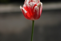 London_108