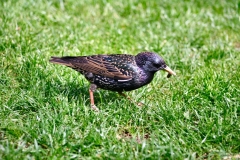 London_129