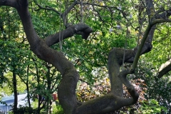 London_420