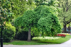London_504