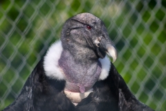 ChesterZoo_0077