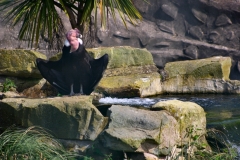 ChesterZoo_0089