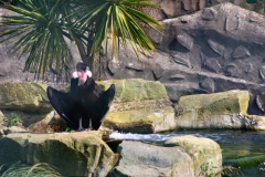 ChesterZoo_0092