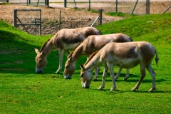 ChesterZoo_0112