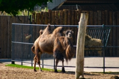 ChesterZoo_0115