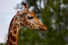 ChesterZoo_0182