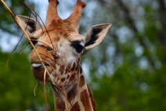 ChesterZoo_0192