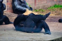 ChesterZoo_0231