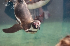 ChesterZoo_0295