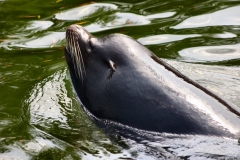 ChesterZoo_0330