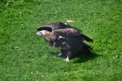 ChesterZoo_0350