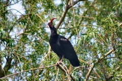 ChesterZoo_0365