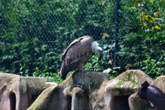 ChesterZoo_0375