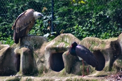 ChesterZoo_0383