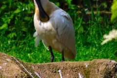 ChesterZoo_0392