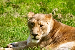 ChesterZoo_0443