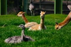 ChesterZoo_0457
