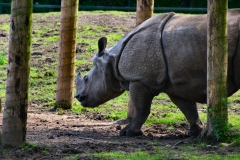 ChesterZoo_0475