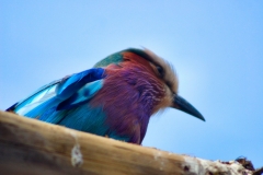 ChesterZoo_0505