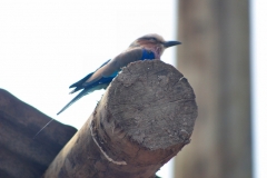 ChesterZoo_0510