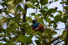 ChesterZoo_0513