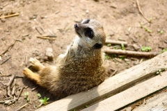 ChesterZoo_0565