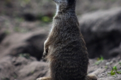 ChesterZoo_0577