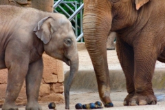 ChesterZoo_0762