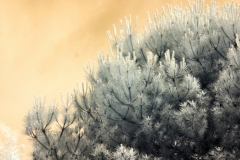 IR-Cam_0020