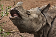 ChesterZoo_0026