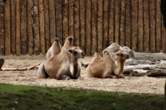 ChesterZoo_0039