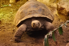 ChesterZoo_0152