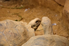 ChesterZoo_0154