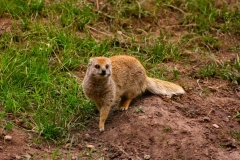 ChesterZoo_0171