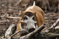 ChesterZoo_0180