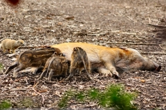 ChesterZoo_0182