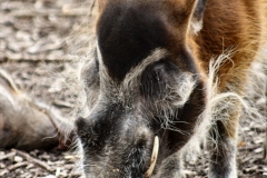 ChesterZoo_0186