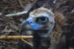 ChesterZoo_0228