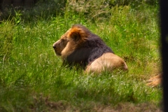 ChesterZoo_0243
