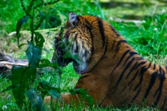 ChesterZoo_0327