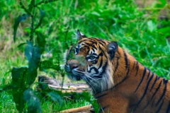 ChesterZoo_0332