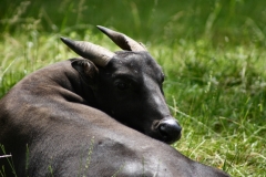 ChesterZoo_0352