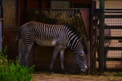 ChesterZoo_0453