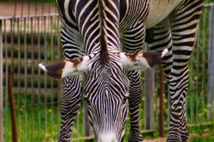 ChesterZoo_0465