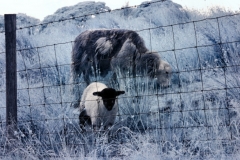 Rivvy-Pike-IR_0046